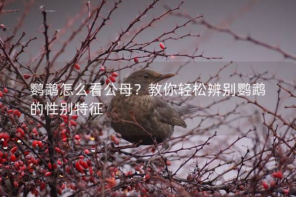 鹦鹉怎么看公母？教你轻松辨别鹦鹉的性别特征