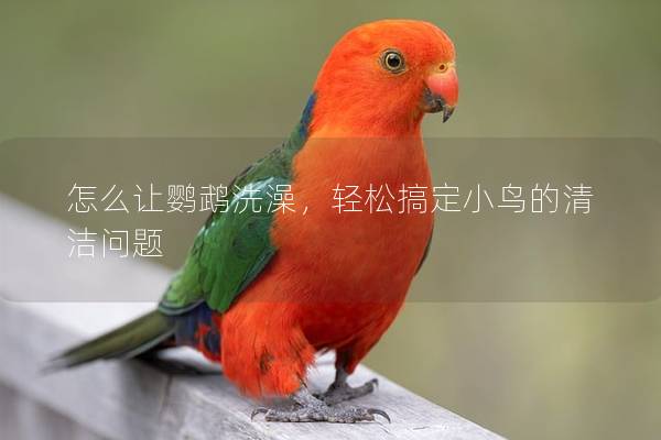 怎么让鹦鹉洗澡，轻松搞定小鸟的清洁问题