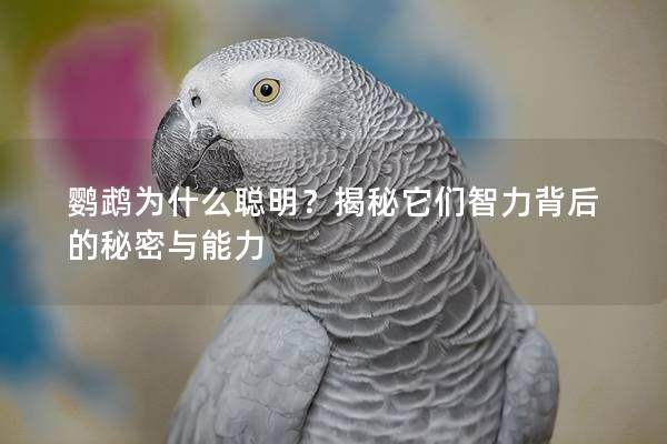 鹦鹉为什么聪明？揭秘它们智力背后的秘密与能力