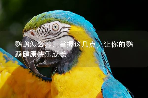 鹦鹉怎么养？掌握这几点，让你的鹦鹉健康快乐成长
