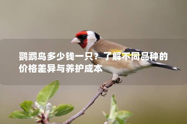 鹦鹉鸟多少钱一只？了解不同品种的价格差异与养护成本