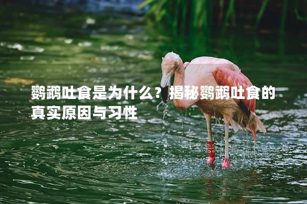 鹦鹉吐食是为什么？揭秘鹦鹉吐食的真实原因与习性