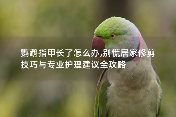 鹦鹉指甲长了怎么办,别慌居家修剪技巧与专业护理建议全攻略