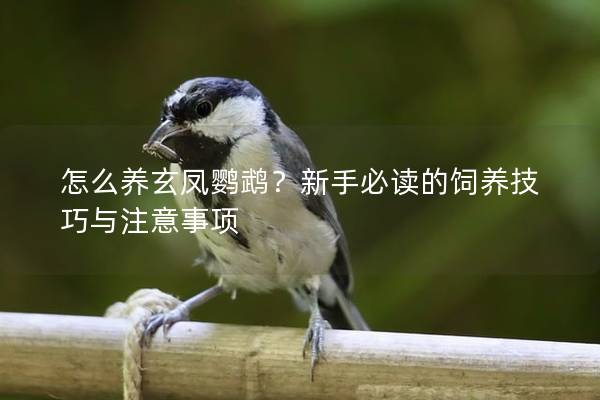 怎么养玄凤鹦鹉？新手必读的饲养技巧与注意事项