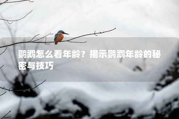 鹦鹉怎么看年龄？揭示鹦鹉年龄的秘密与技巧