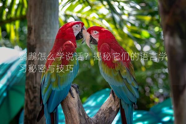 鹦鹉怎么学说话？揭秘它们的语言学习秘密与技巧
