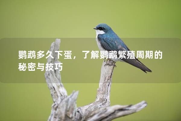 鹦鹉多久下蛋，了解鹦鹉繁殖周期的秘密与技巧