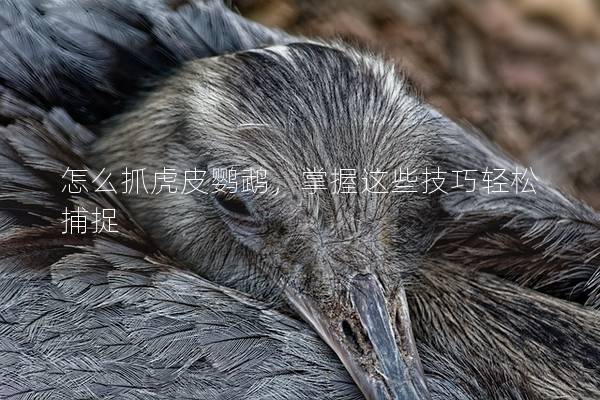 怎么抓虎皮鹦鹉，掌握这些技巧轻松捕捉
