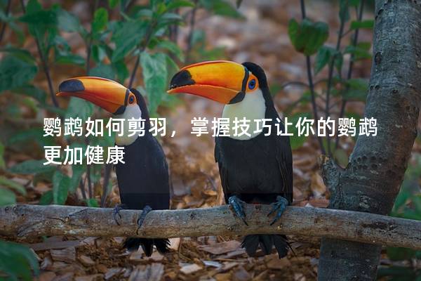 鹦鹉如何剪羽，掌握技巧让你的鹦鹉更加健康