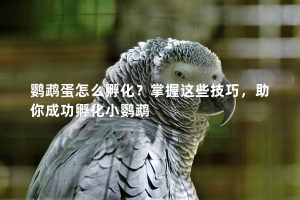 鹦鹉蛋怎么孵化？掌握这些技巧，助你成功孵化小鹦鹉