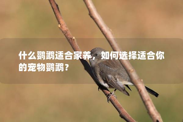什么鹦鹉适合家养，如何选择适合你的宠物鹦鹉？