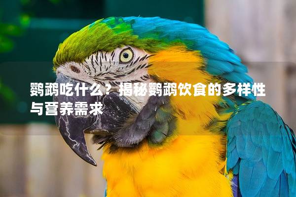 鹦鹉吃什么？揭秘鹦鹉饮食的多样性与营养需求