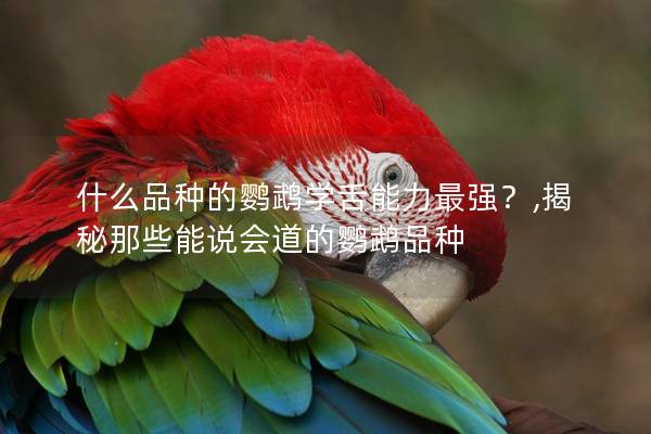 什么品种的鹦鹉学舌能力最强？,揭秘那些能说会道的鹦鹉品种