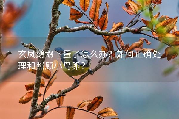 玄凤鹦鹉下蛋了怎么办？如何正确处理和照顾小鸟卵？