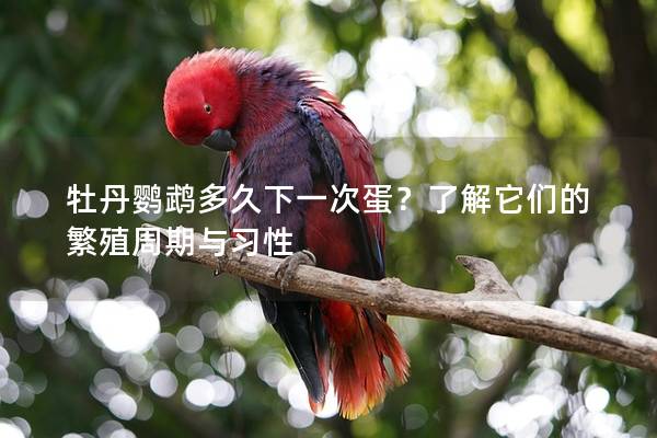 牡丹鹦鹉多久下一次蛋？了解它们的繁殖周期与习性