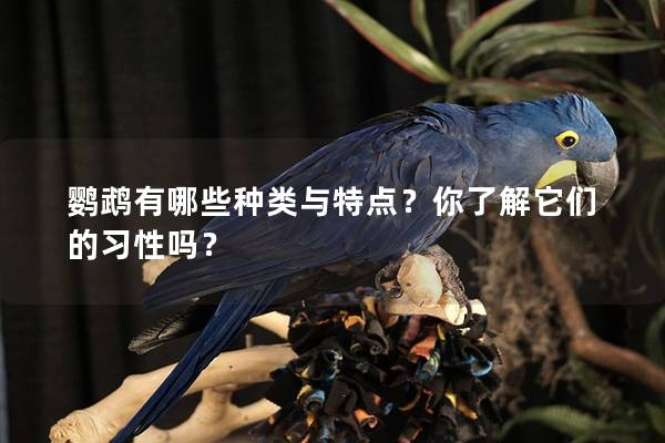 鹦鹉有哪些种类与特点？你了解它们的习性吗？