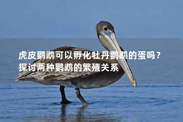 虎皮鹦鹉可以孵化牡丹鹦鹉的蛋吗？探讨两种鹦鹉的繁殖关系