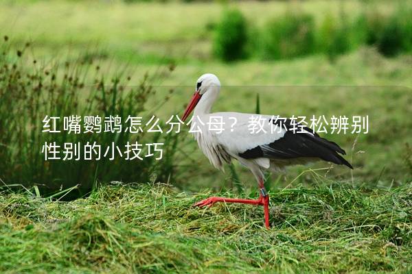 红嘴鹦鹉怎么分公母？教你轻松辨别性别的小技巧