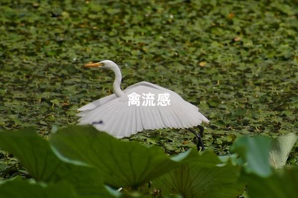 禽流感