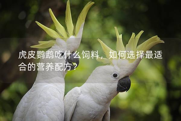 虎皮鹦鹉吃什么饲料，如何选择最适合的营养配方？