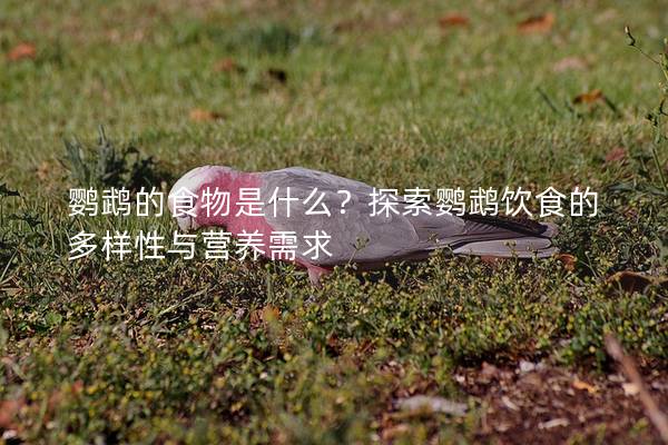 鹦鹉的食物是什么？探索鹦鹉饮食的多样性与营养需求