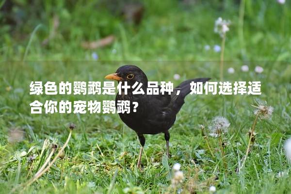 绿色的鹦鹉是什么品种，如何选择适合你的宠物鹦鹉？