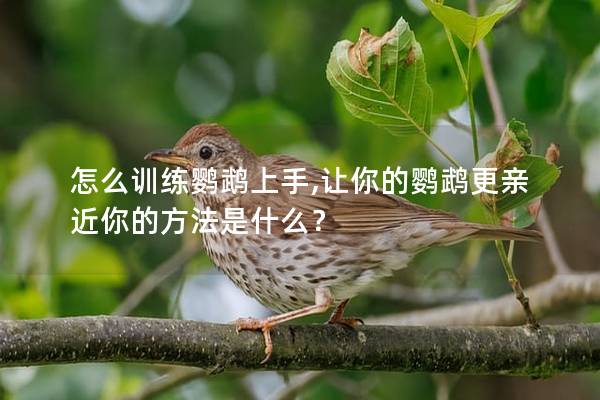 怎么训练鹦鹉上手,让你的鹦鹉更亲近你的方法是什么？