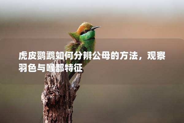 虎皮鹦鹉如何分辨公母的方法，观察羽色与喉部特征