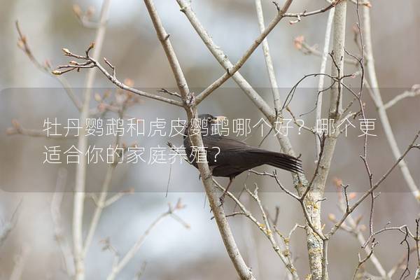 牡丹鹦鹉和虎皮鹦鹉哪个好？哪个更适合你的家庭养殖？