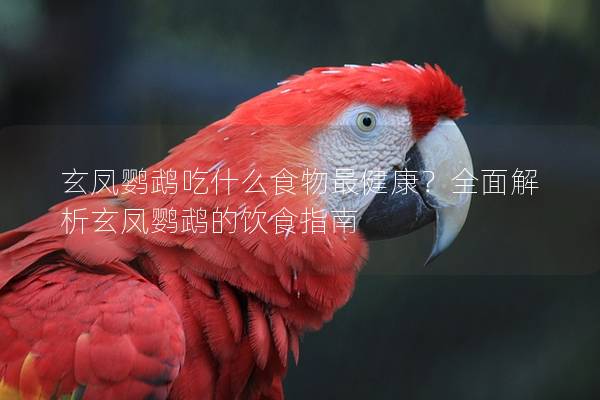 玄凤鹦鹉吃什么食物最健康？全面解析玄凤鹦鹉的饮食指南