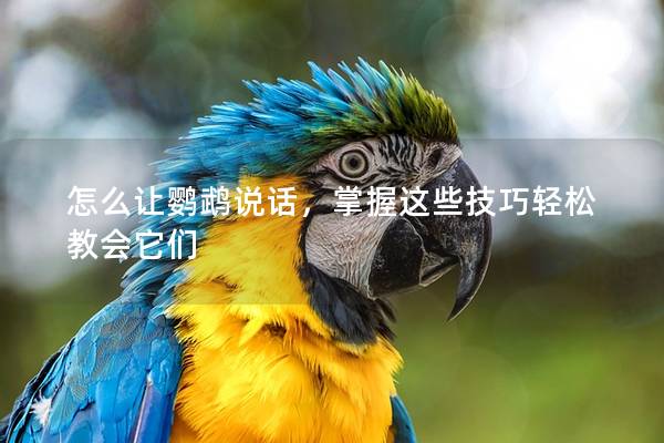 怎么让鹦鹉说话，掌握这些技巧轻松教会它们