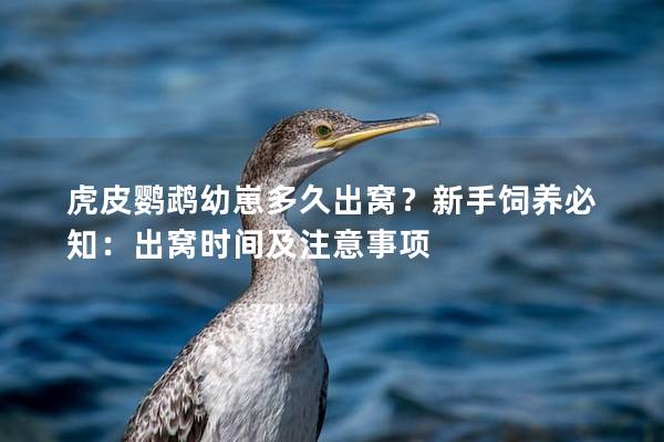 虎皮鹦鹉幼崽多久出窝？新手饲养必知：出窝时间及注意事项