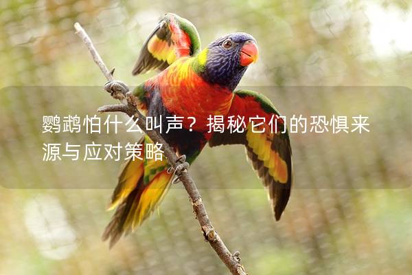鹦鹉怕什么叫声？揭秘它们的恐惧来源与应对策略