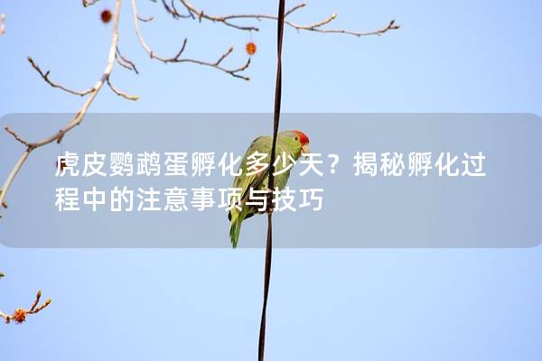 虎皮鹦鹉蛋孵化多少天？揭秘孵化过程中的注意事项与技巧