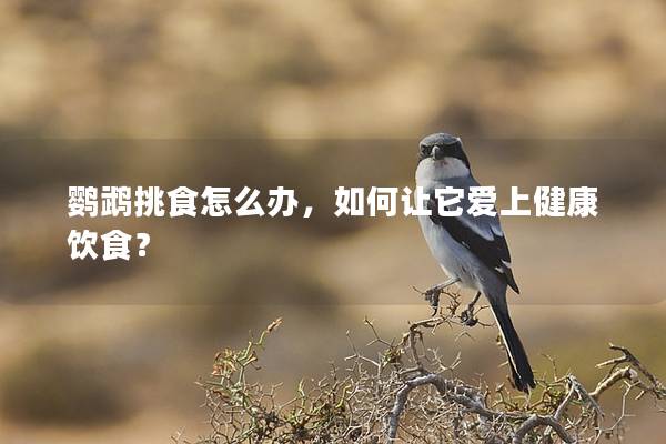 鹦鹉挑食怎么办，如何让它爱上健康饮食？