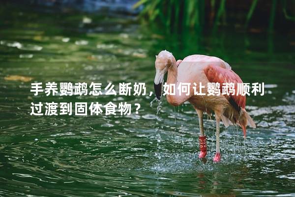 手养鹦鹉怎么断奶，如何让鹦鹉顺利过渡到固体食物？