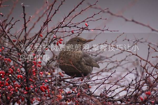 怎么给玄凤鹦鹉剪羽,掌握技巧让小鸟更健康