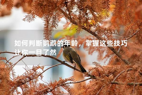 如何判断鹦鹉的年龄，掌握这些技巧让你一目了然