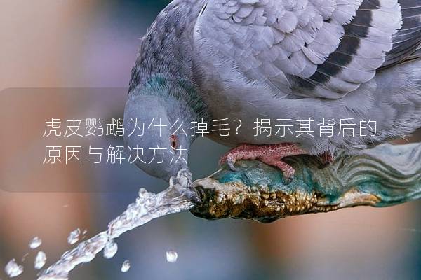虎皮鹦鹉为什么掉毛？揭示其背后的原因与解决方法