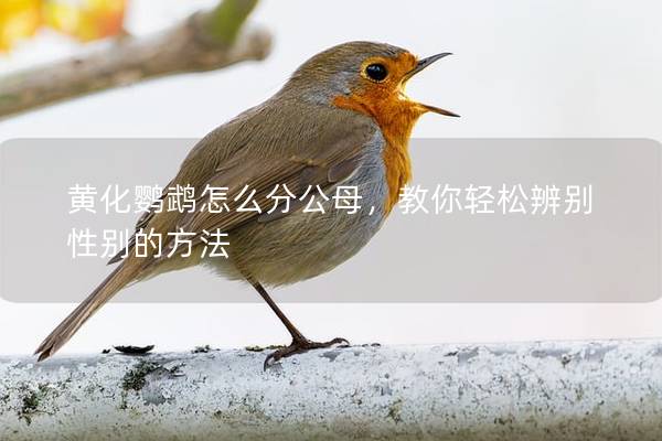 黄化鹦鹉怎么分公母，教你轻松辨别性别的方法
