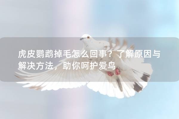 虎皮鹦鹉掉毛怎么回事？了解原因与解决方法，助你呵护爱鸟