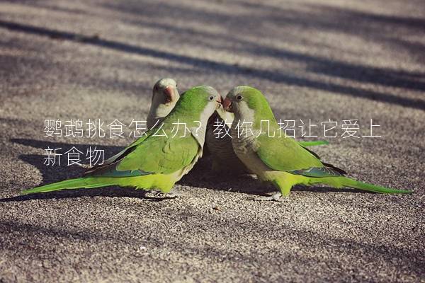 鹦鹉挑食怎么办？教你几招让它爱上新食物