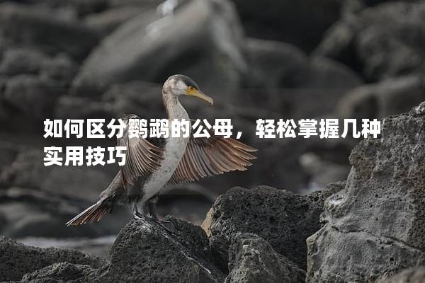 如何区分鹦鹉的公母，轻松掌握几种实用技巧