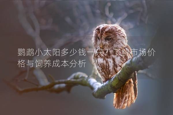 鹦鹉小太阳多少钱一只？了解市场价格与饲养成本分析
