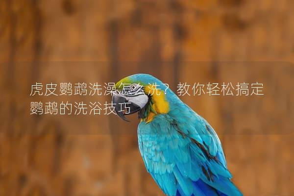 虎皮鹦鹉洗澡怎么洗？教你轻松搞定鹦鹉的洗浴技巧