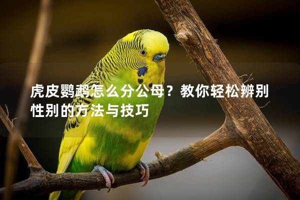 虎皮鹦鹉怎么分公母？教你轻松辨别性别的方法与技巧
