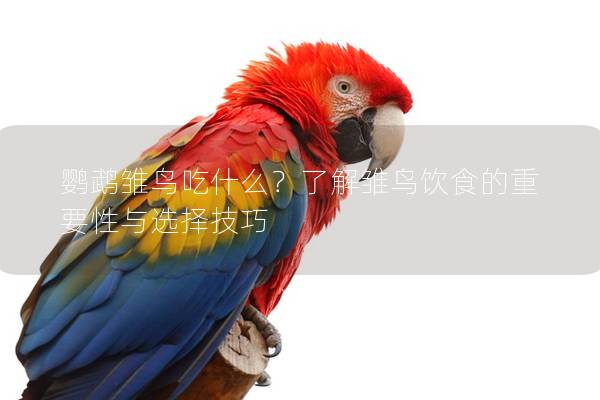 鹦鹉雏鸟吃什么？了解雏鸟饮食的重要性与选择技巧