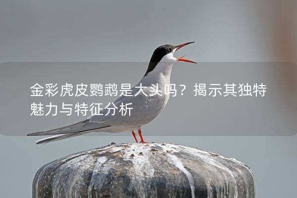 金彩虎皮鹦鹉是大头吗？揭示其独特魅力与特征分析