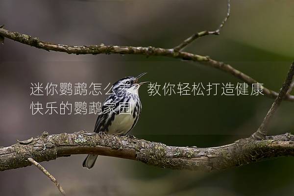 迷你鹦鹉怎么养？教你轻松打造健康快乐的鹦鹉家园
