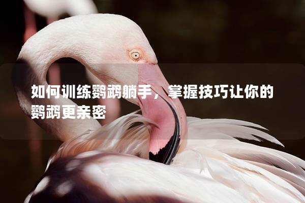 如何训练鹦鹉躺手，掌握技巧让你的鹦鹉更亲密